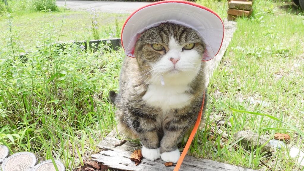 Maru the cat wears a red cap in his backyard.