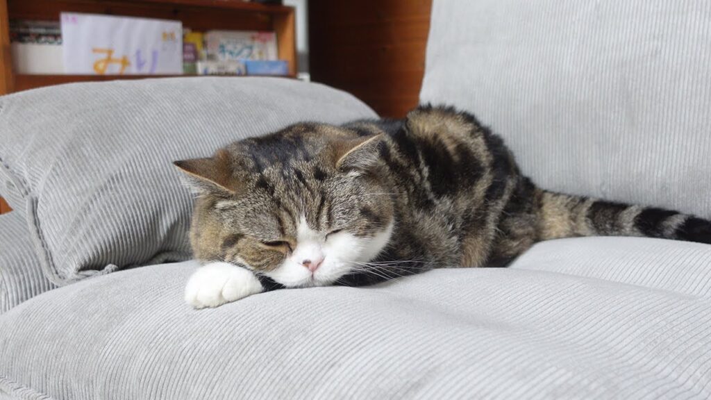 Maru the cat relaxes on a light gray sofa