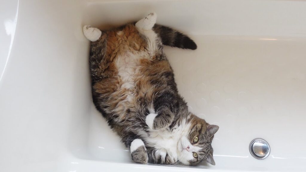 Maru the cat lies on his back in an empty bathtub, photographed from overhead.