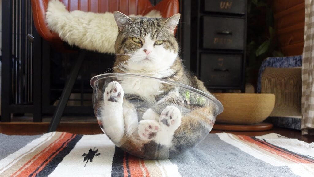 Maru the cat sits in a clear plastic bowl.