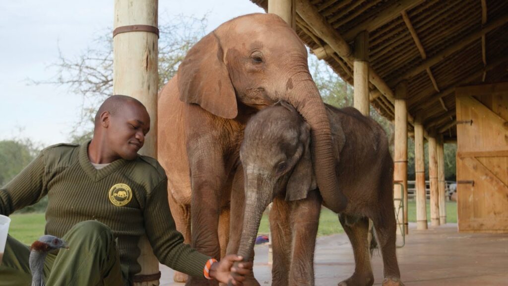 A man interacts with two baby elephants