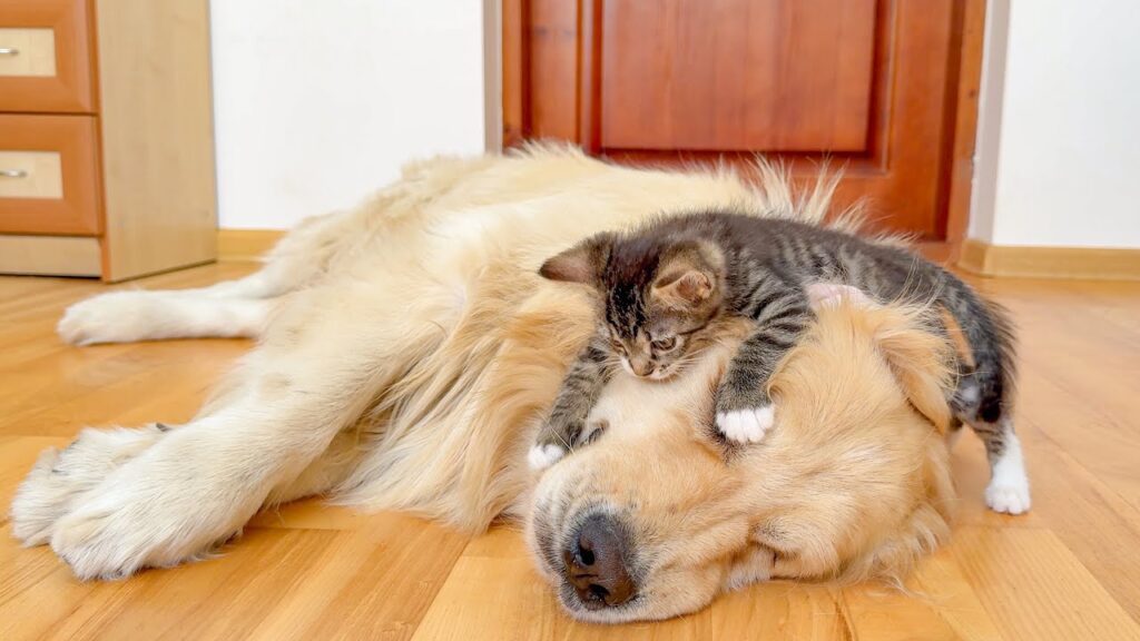kitten climbs over the head of a sleeping golden retriever dog.