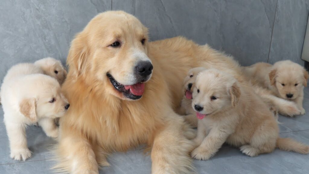 Golden retriever dog sits on the floor, surrounded by many golden retriever puppies.