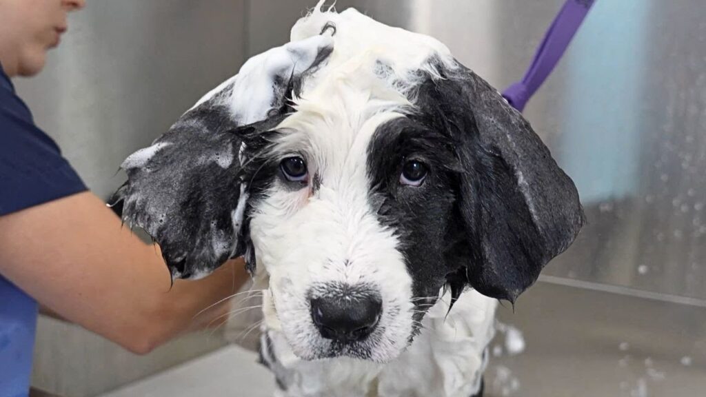 The sad looking face of a dog covered in shampoo