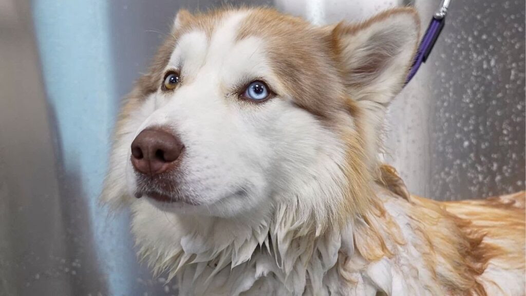 close up of the face of a husky dog with light tan fur and white face