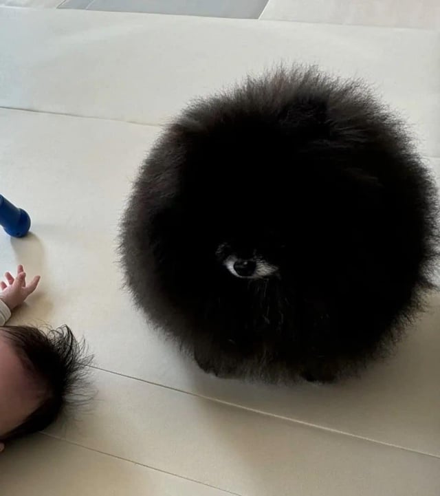 Photo of a small black fluffy dog. Due to confusing perspective, the dogs small white nose looks like a single eyeball.
