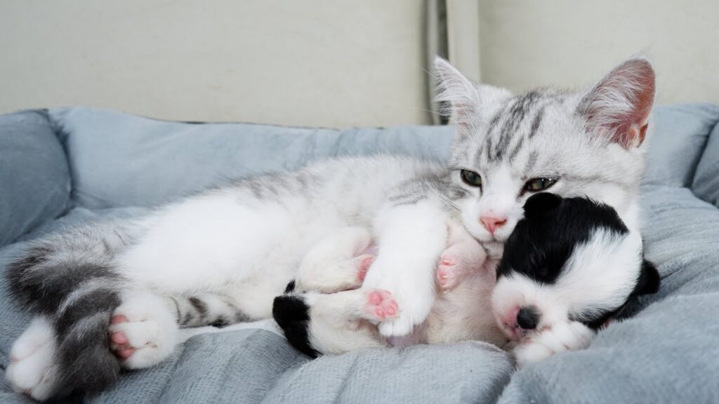 A cat cuddles up to a sleeping puppy.