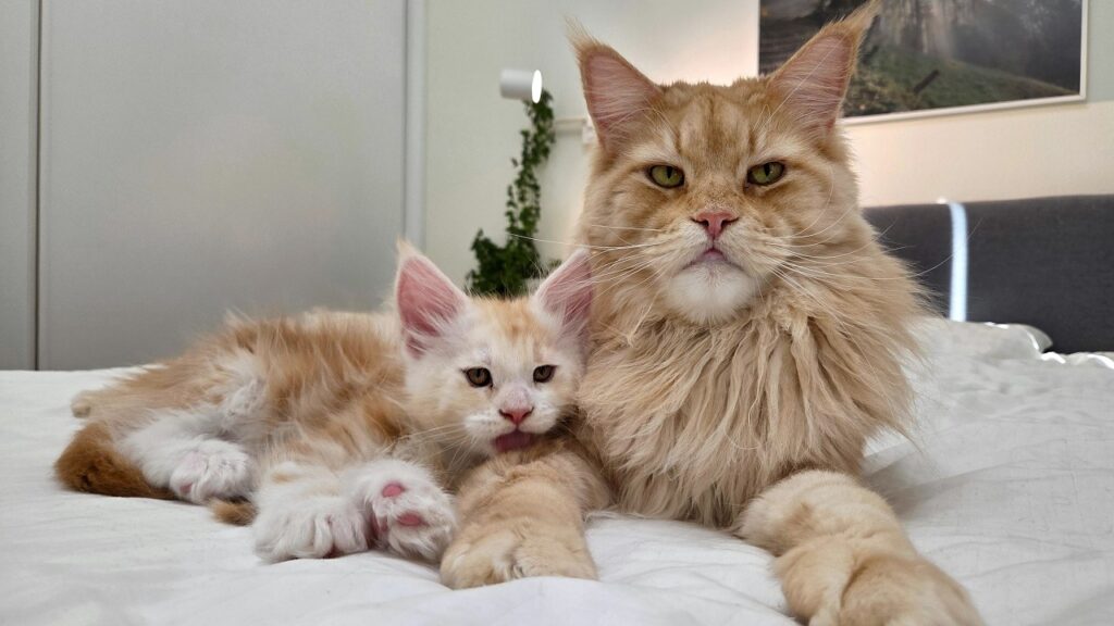 A Maine Coon kitten lies down next to a larger Maine Coon cat