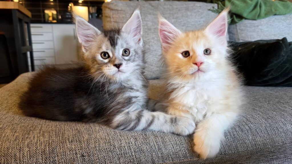 Two Maine Coon kittens relax next to each other