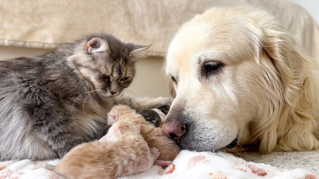 A mama cat and a golden retriever dog look at a pile of newborn kittens between them.