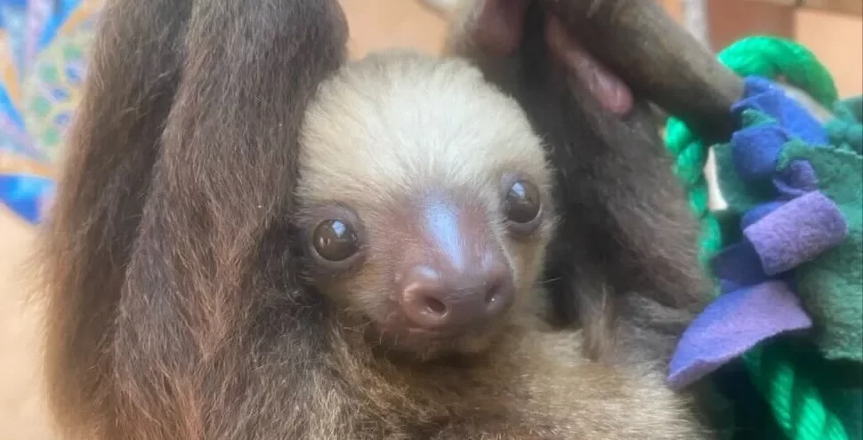 picture of a sloth.