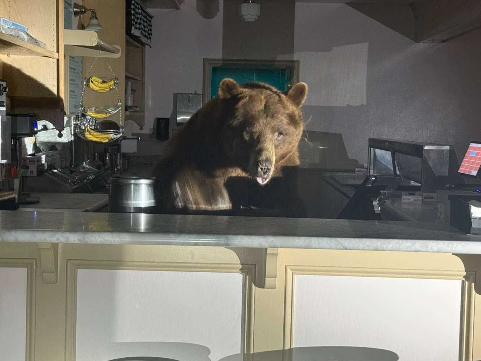 Bear behind the counter of an ice cream parlor