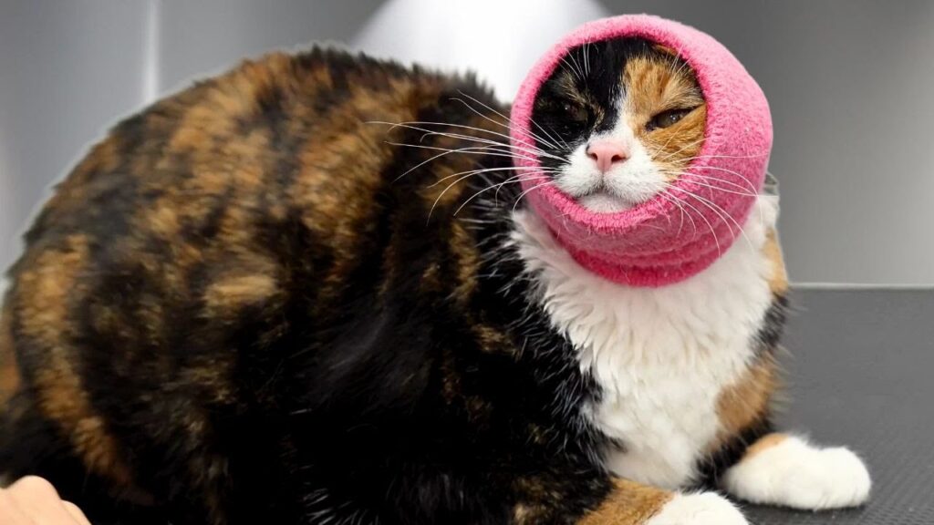 hefty calico cat wears a pink cloth around its head and chin