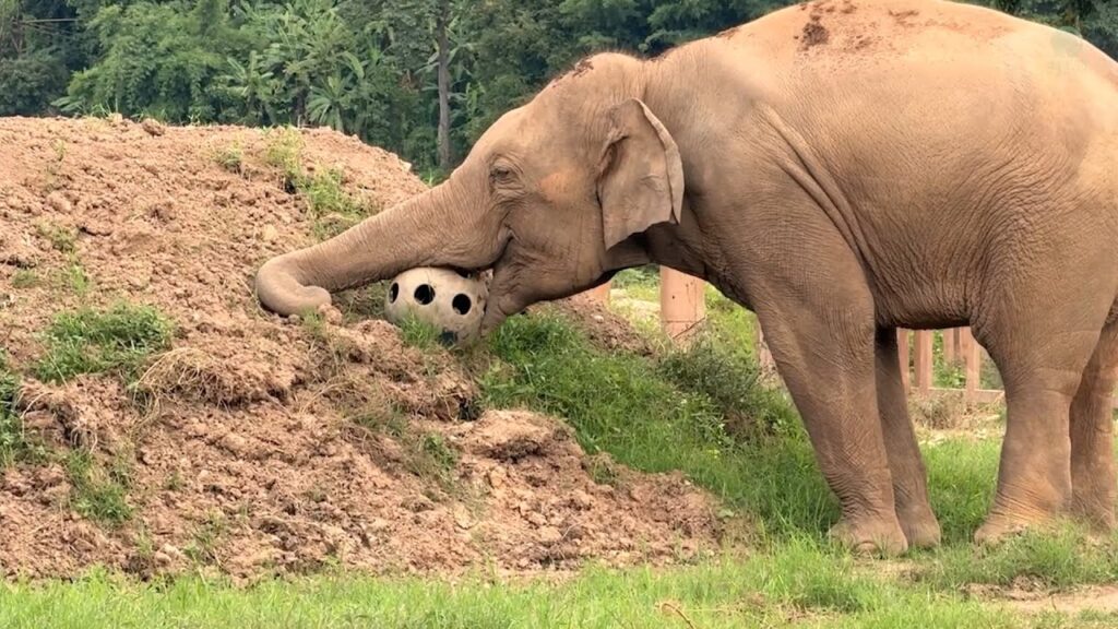 Elephant grabs a durable ball in his mouth