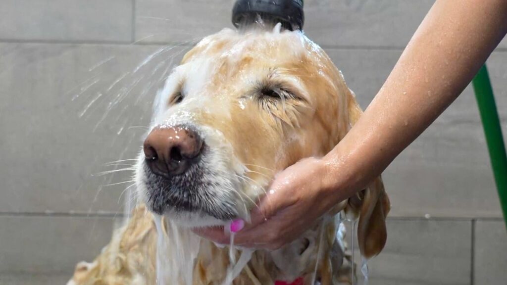 Close up of the head of a golden retriever dog being shampooed by a pair of hands.