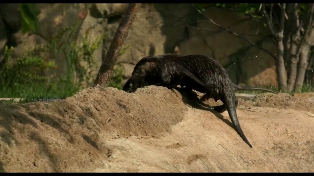 An otter.