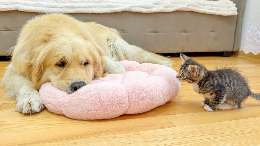 A Golden retriever dog lies down in a pink dog bed while a small striped kitten looks on from the side.