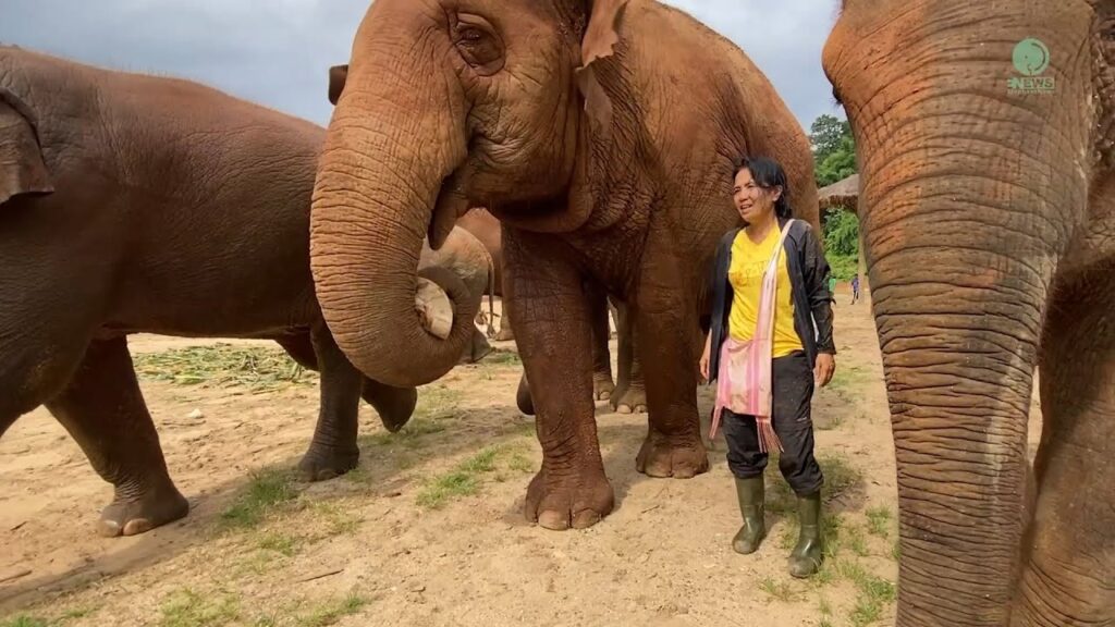 A herd of elephants walks on a dusty trail. A woman is walking with them.