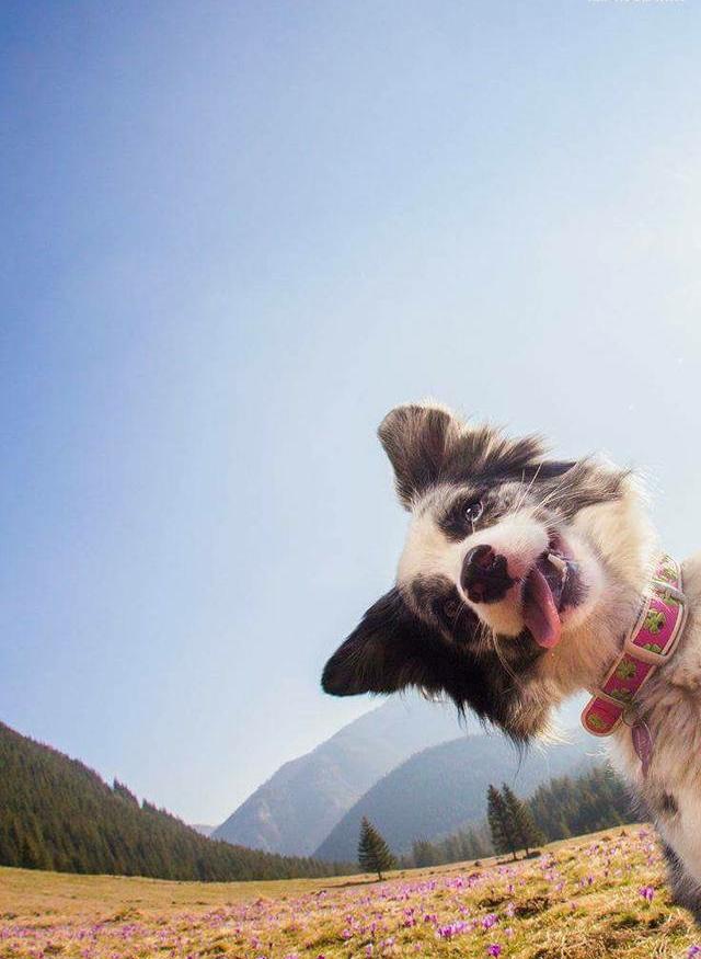 Photograph of a beautiful mountain landscape with a field in the foreground and gentle rolling hills in the background. In front of all of this, a goofy border collie is leaning into the frame sticking out his tongue.