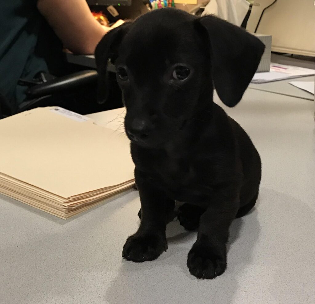 Pitch black puppy dog sits on top of some file folders in an office setting.