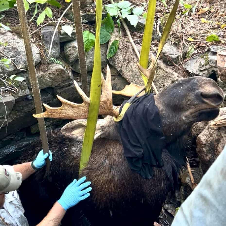 Rescuers assist moose trapped in the ground