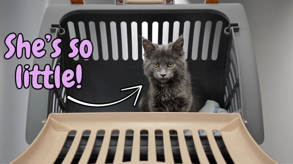 A small gray kitten peeks out from inside a pink plastic pet carrier. Some words in the screen say "she's so little" with an arrow pointing to the kitten 