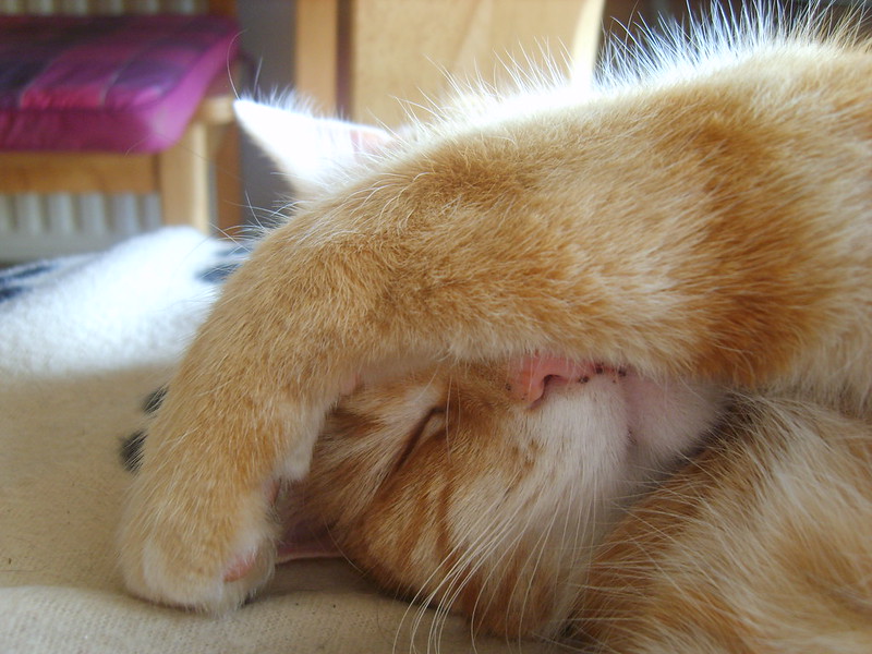 Close up of a face of an orange cat lying on its side. The cat's paw is draped across its face.