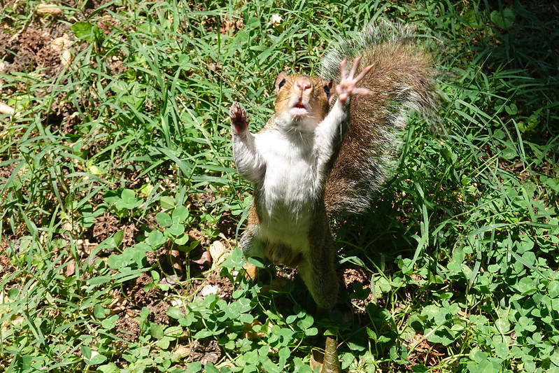 A squirrel stands on its back legs and reaches up with one outstretched arm