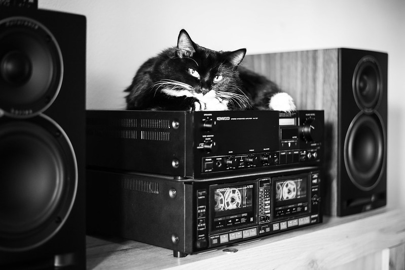 black and white cat sits atop a Kenwood stereo receiver with tape decks and speakers.