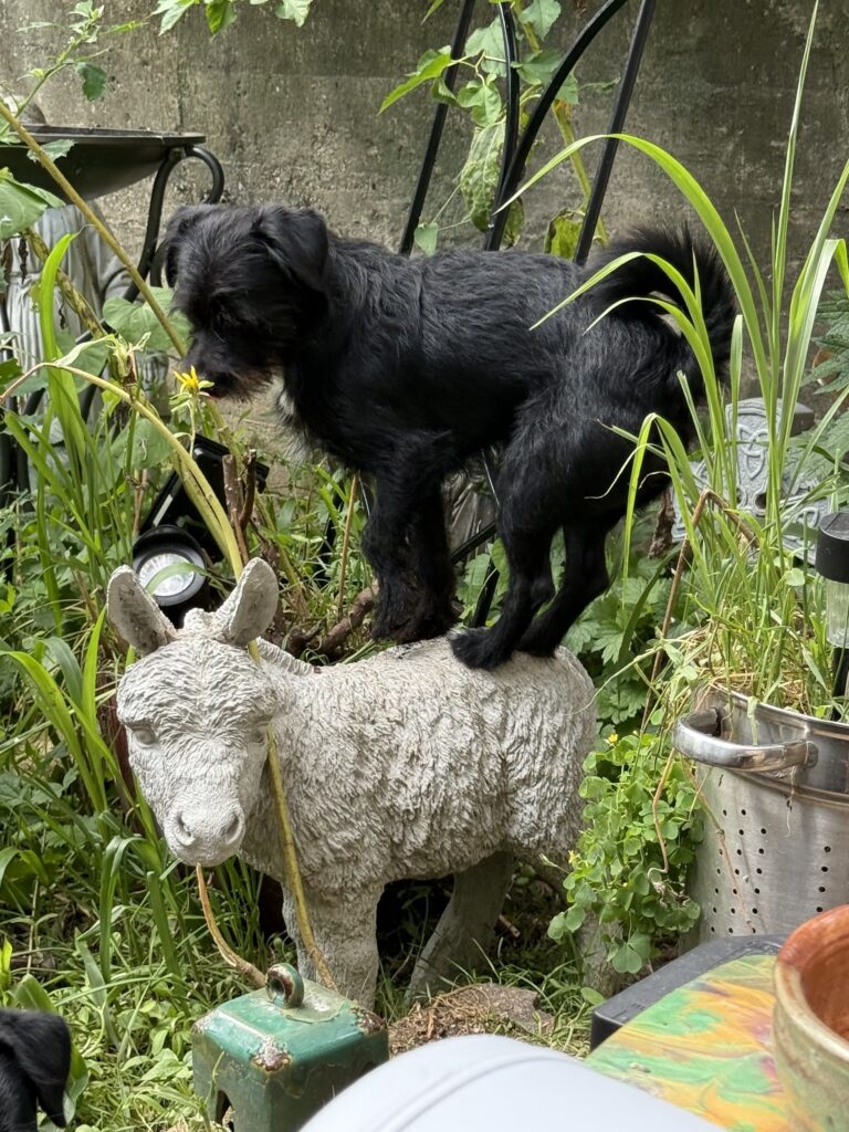 A small black dog stands on top of a statue of a donkey.