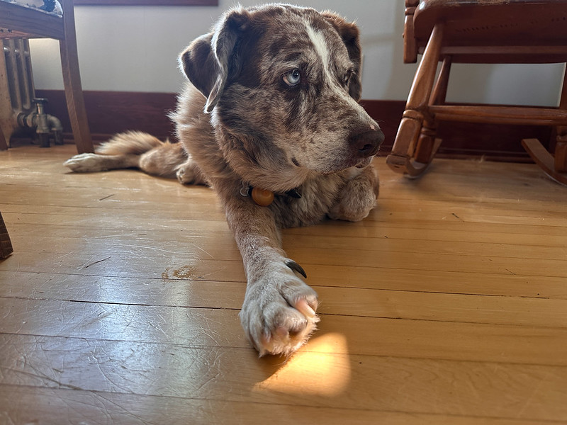 A dog rests on a hardwood floor with his paw touching a small patch of sunlight on the floor