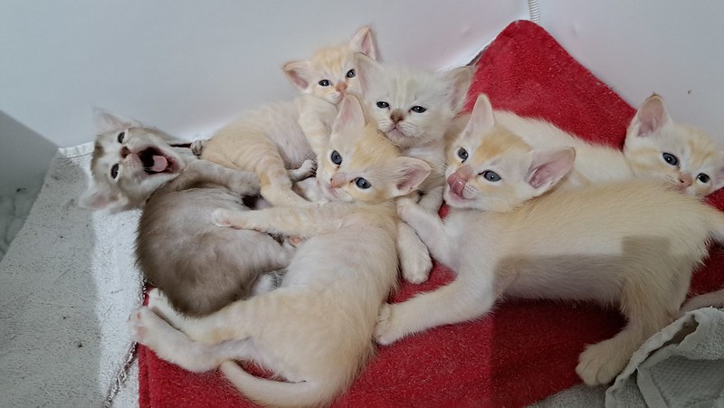A group of cream-colored kittens cuddles together on a bed. One of the kittens, light gray in color, is opening its mouth to yawn.