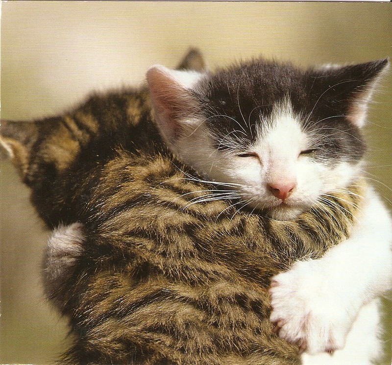 Two kittens embrace each other