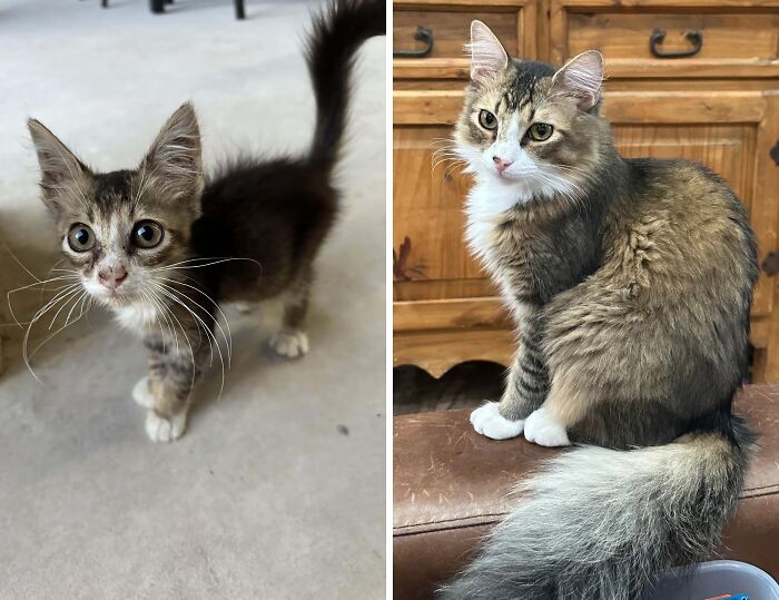 Side by side photographs of a kitten looking small and scrawny next to a photo of the same kitten grown up and looking healthy