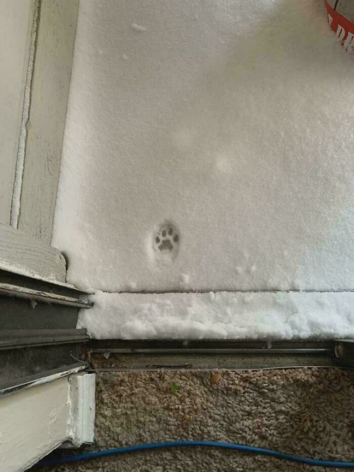 A single cat paw print in the snow just outside of a doorway.