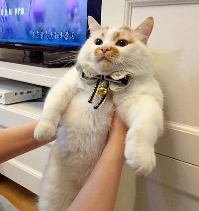 A pair of hands holds up a chubby white cat