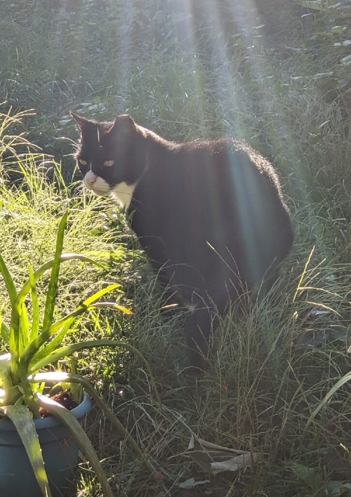 A black cat with white muzzle and chest stands among grass. There are rays of sunlight from above.