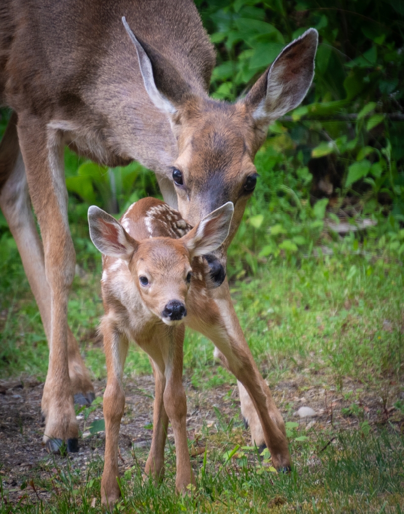 A mother deer reaches down and touches her nose against her young fawn.