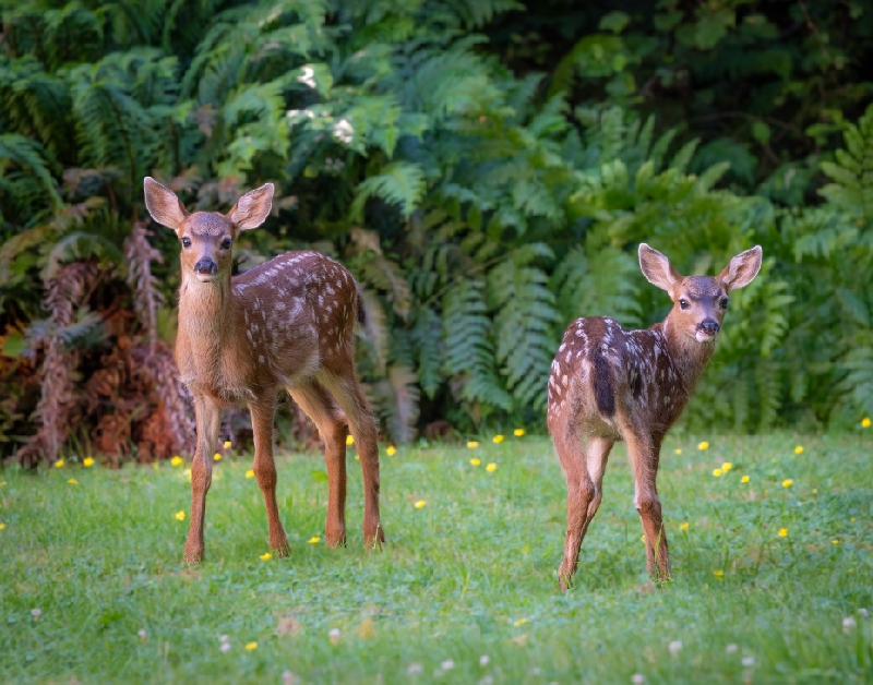 Two deer stand side by side on a green lawn in front of green plants.