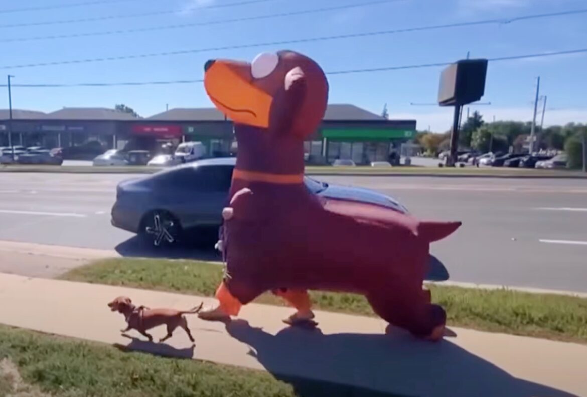 A dachshund dog and a man wearing an inflatable dachshund costume walk together on a sidewalk