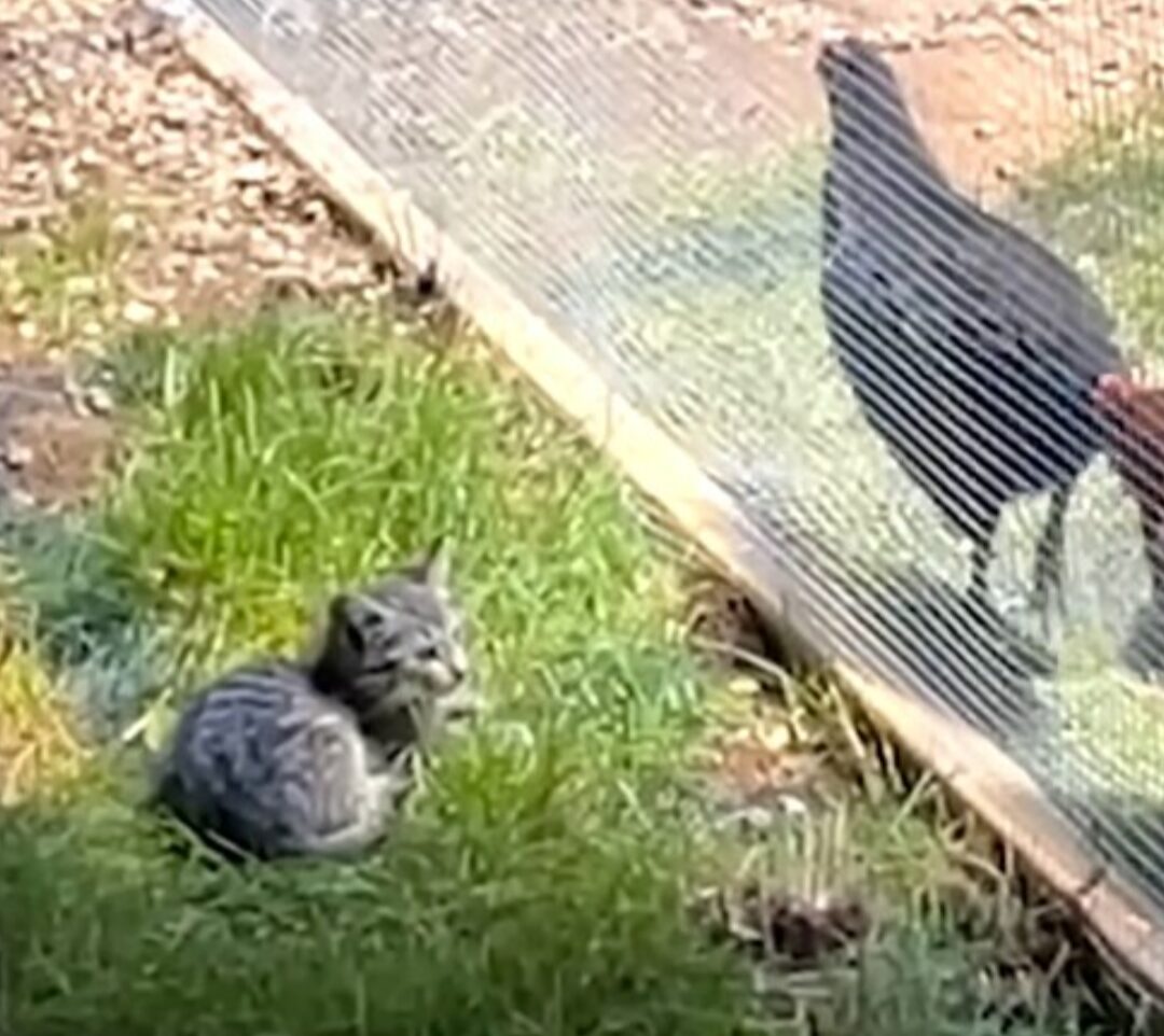 A kitten sits outside of a chicken coop looking at a chicken inside