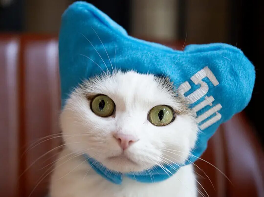 Cat with white fur wears a blue cap with "5th" embroidered onto it.