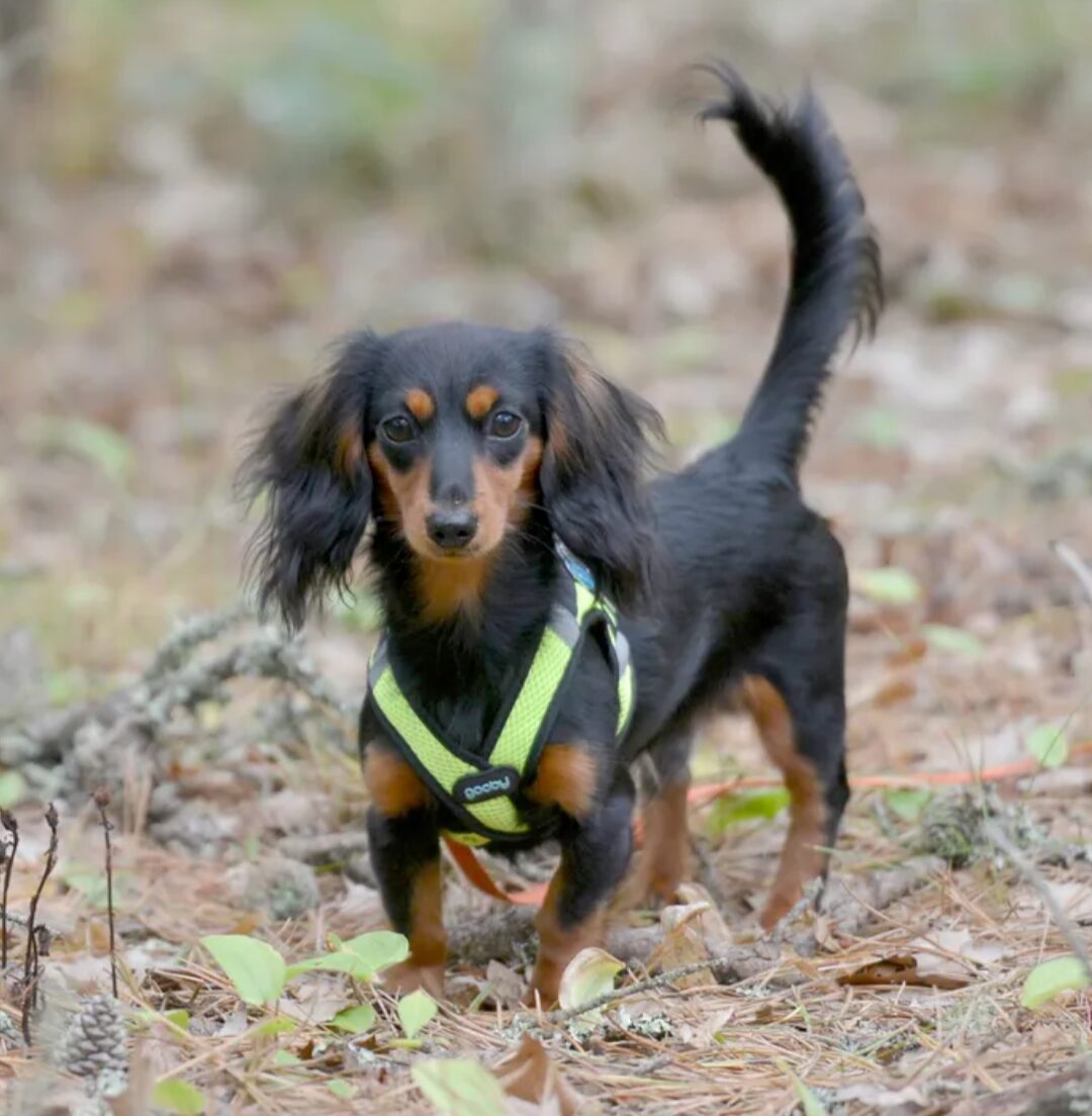 Dachshund wearing a harness