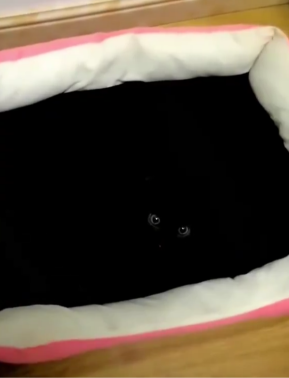 Overhead view of a cat bed with a pink trim and a black interior. From within the interior we can see a pair of cat eyes but no other details of the cat.
