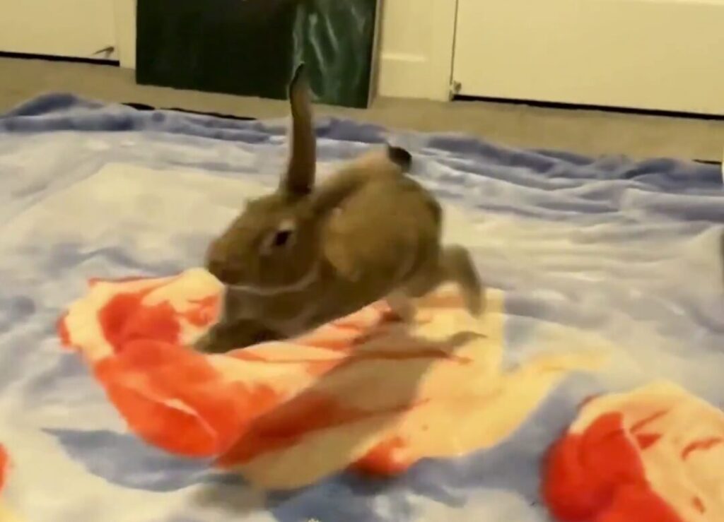 A rabbit caught in mid leap upon a floral area rug