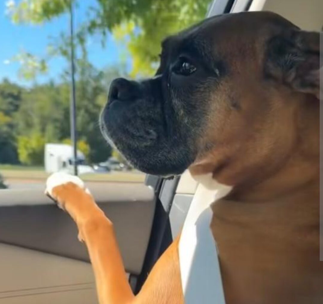 A boxer dog sits at a car window and looks forlorn 