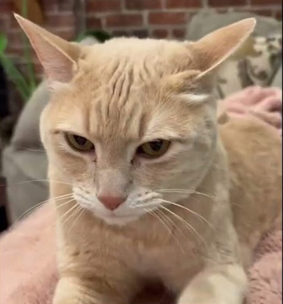 A cat with light orange fur flattens his ears due to annoyance