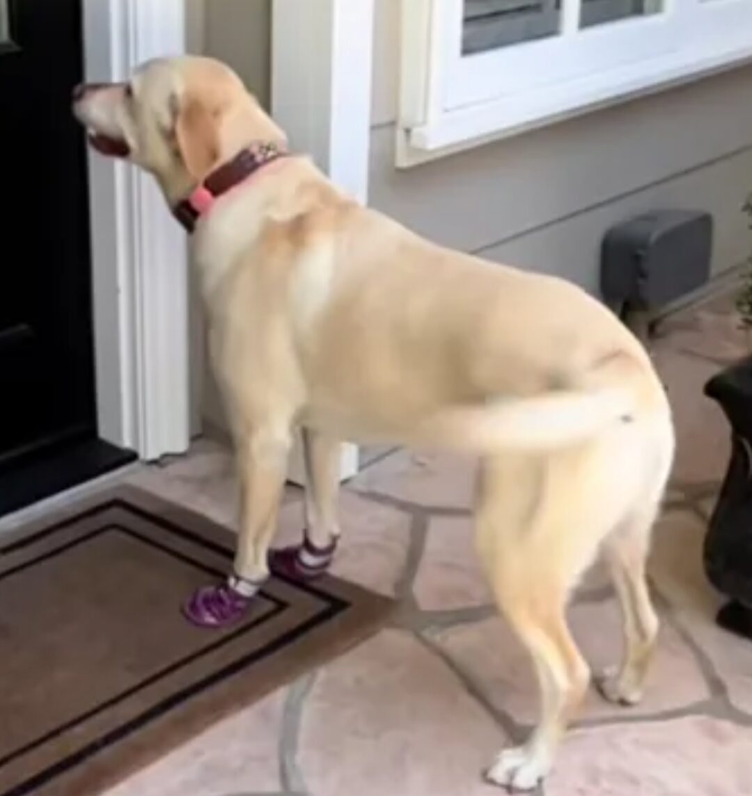 A Labrador retriever dog with light cream fur stands at a front door. Her tail is wagging 