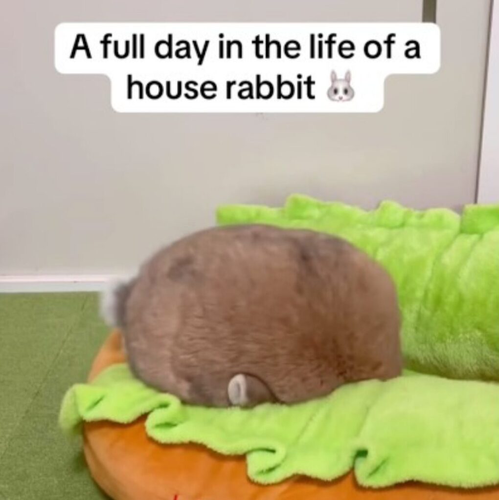 A rabbit rests in a soft pet bed, tucking his head under his body so that you can only see the body. A caption above reads "a full Day in the Life of a House rabbit"