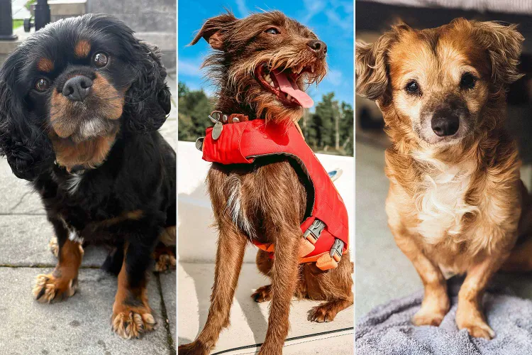 Side by side photos of three rescue dogs